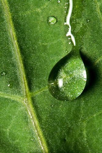 Trace Minerals and Digestion: Why Deficiency Can Affect Gut Health