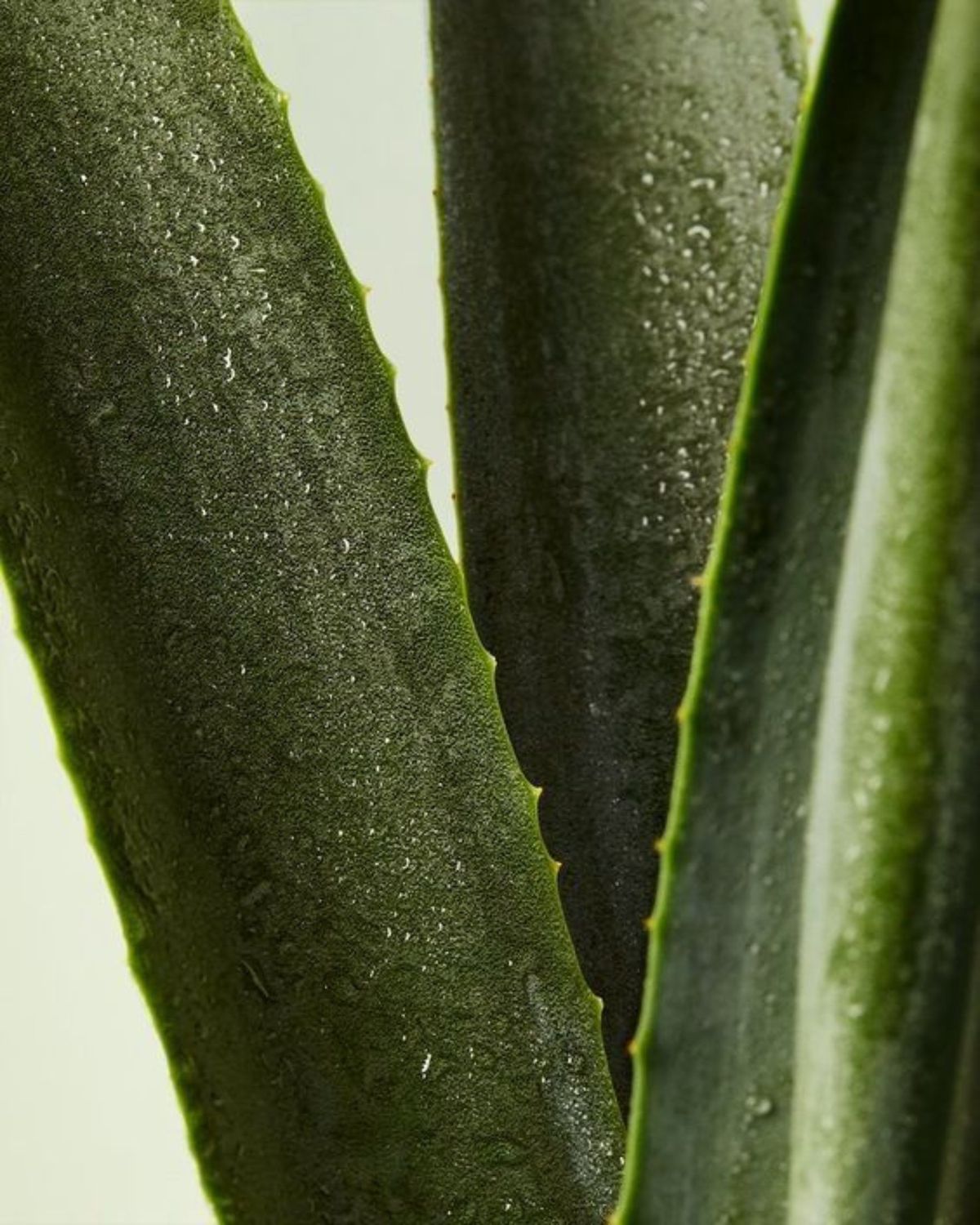 What Causes Chronic Bloating When You've “Tried Everything”?