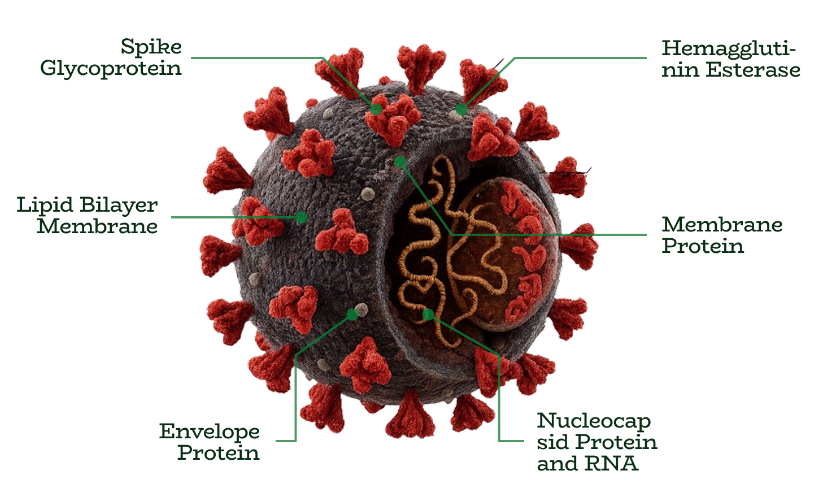 What are Spike Proteins?